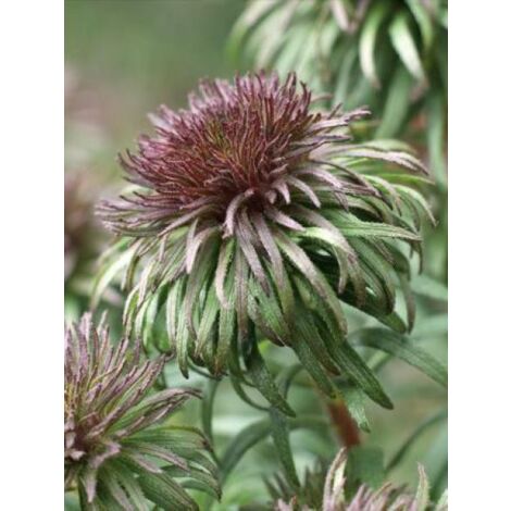 Aster 'Ann Leys' Godet de 8/9 cm