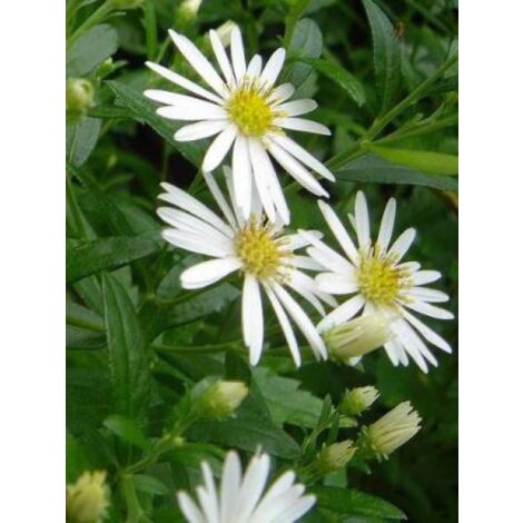 Aster 'Ashvi' Godet de 8/9 cm