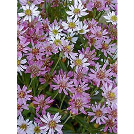 Aster 'Asrugo' Godet de 8/9 cm