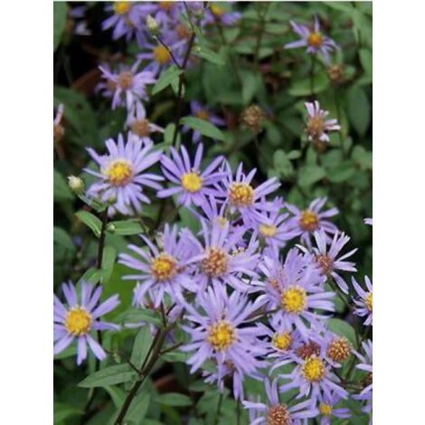 Aster 'August Sky' Godet de 8/9 cm