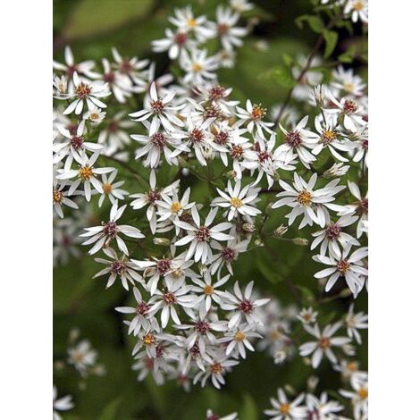 Aster 'Beth Chatto' Godet de 8/9 cm
