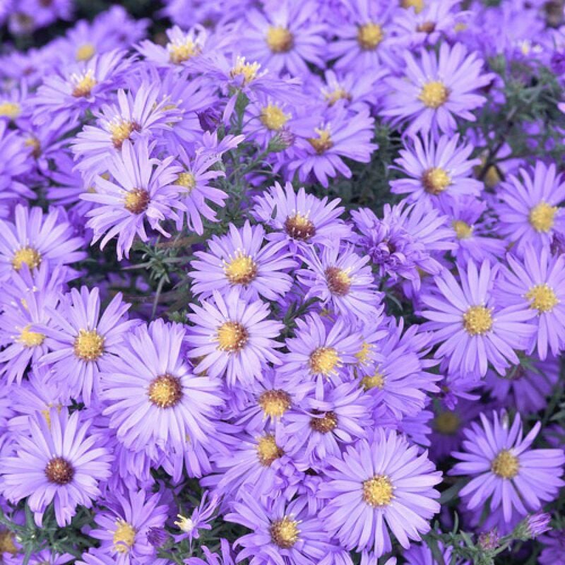 Aster d'automne dumosus Lady In Blue | Conditionnement: Lot de 9 godets