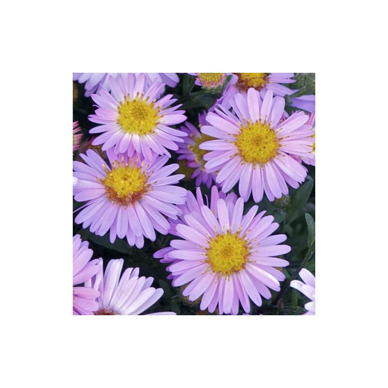 Aster d'automne dumosus Marjorie | Conditionnement: Lot de 9 godets