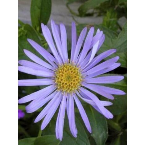 Aster de Frikart 'Wunder von Stäfa' Godet de 8/9 cm