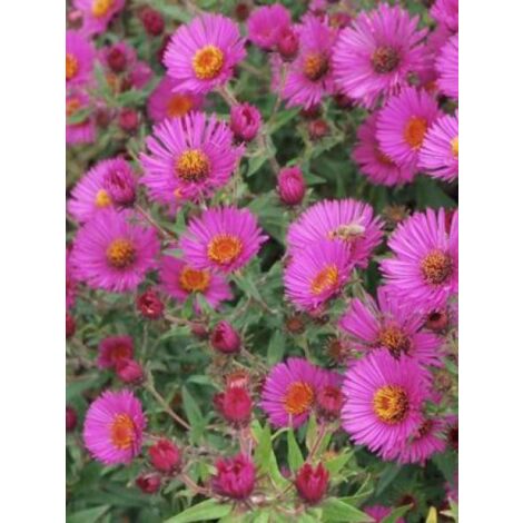 Aster de la Nouvelle-Angleterre 'Andenken an Paul Gerber' Godet de 8/9 cm