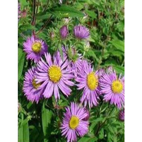 Aster de la Nouvelle-Angleterre 'Barr's Blue' Godet de 8/9 cm