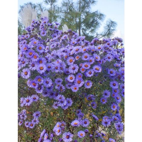 Aster de la Nouvelle-Angleterre 'Guido en Gezelle ' Godet de 8/9 cm