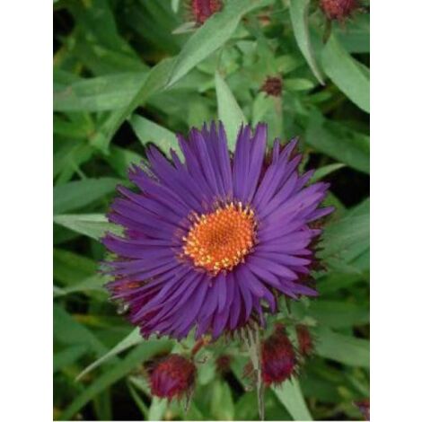 Aster de la Nouvelle-Angleterre 'Purple Dome' Godet de 8/9 cm