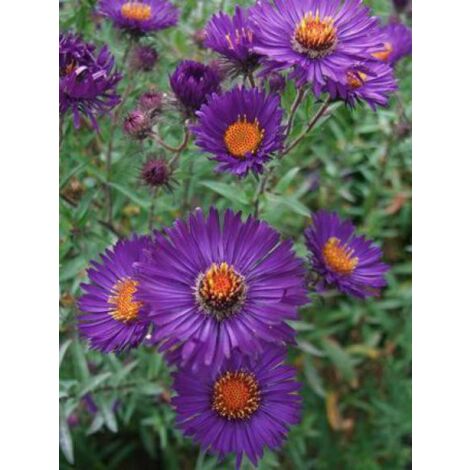 Aster de la Nouvelle-Angleterre 'Violetta' Godet de 8/9 cm