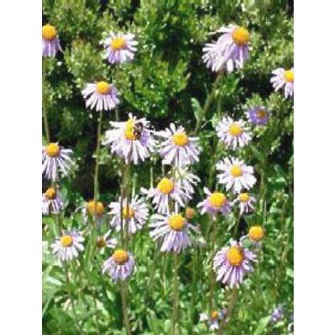 Aster de printemps 'Berggarten' Godet de 8/9 cm