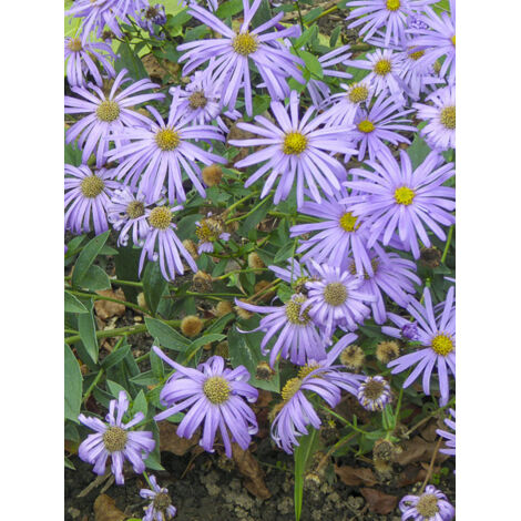 Aster de Thomson 'Nanus' Godet de 8/9 cm