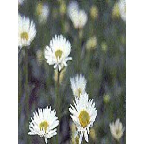 Aster des Alpes 'Albus' Godet de 8/9 cm