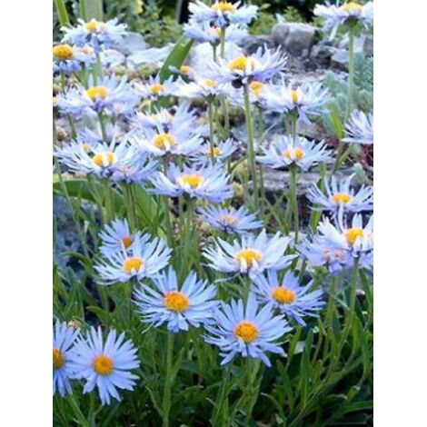 Aster des Alpes 'Blue Beauty' Godet de 8/9 cm