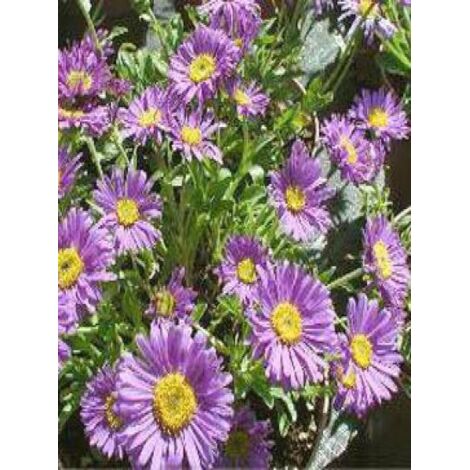 Aster des Alpes 'Dunkle Schöne' Godet de 8/9 cm