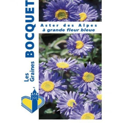 Aster des Alpes 'Grande fleur bleue' Pot de 2L/3L