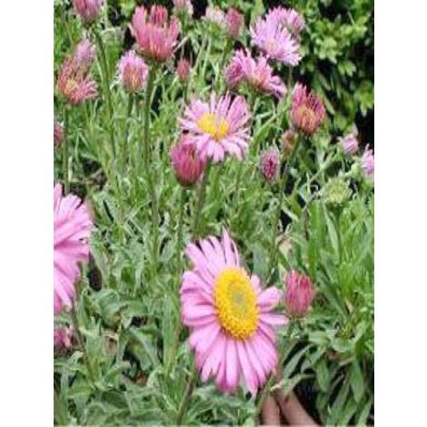 Aster des Alpes 'Happy End' Godet de 8/9 cm