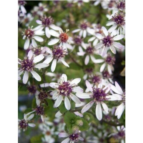 Aster divariqué Godet de 8/9 cm