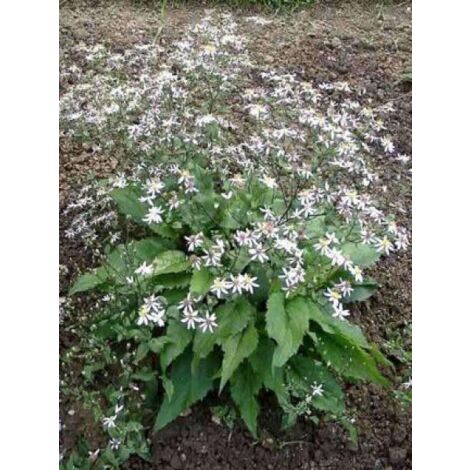 Aster divariqué 'Tradescant' Godet de 8/9 cm