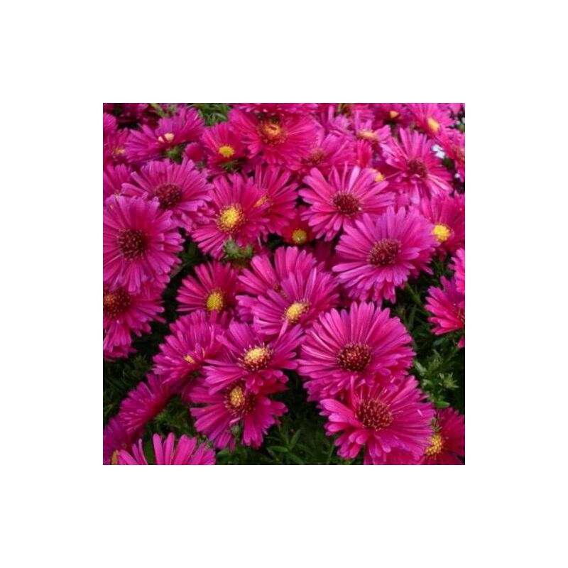 Aster dumosus 'Jenny