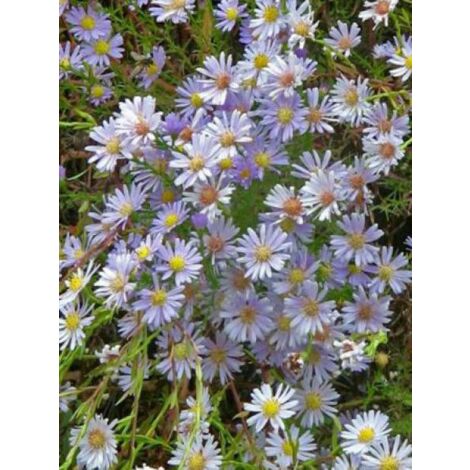 Aster ericoides 'Blue Star' Godet de 8/9 cm