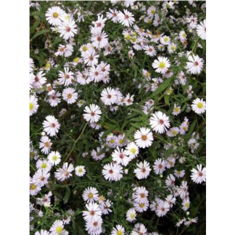 Aster ericoides Godet de 8/9 cm