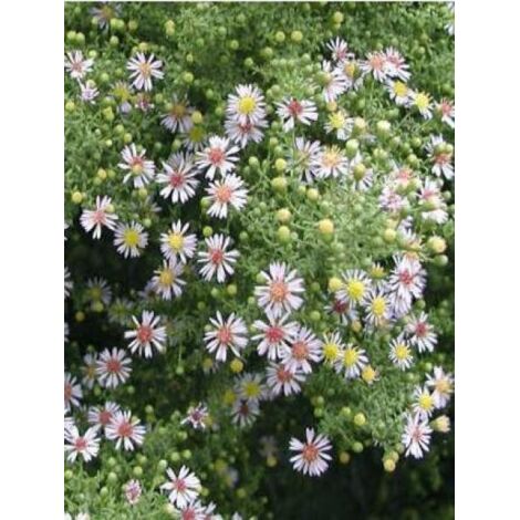 Aster ericoides 'Lovely' Godet de 8/9 cm