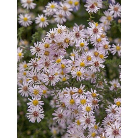 Aster ericoïdes 'Pink Cloud' Godet de 7/8 cm