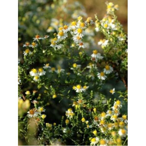 Aster ericoides 'Schneetanne' Godet de 8/9 cm