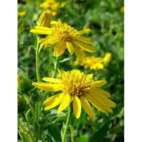 Aster  'Golden Sunshine' Godet de 8/9 cm