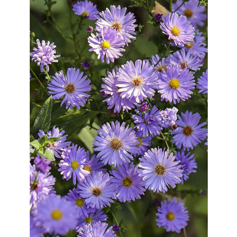 Aster grand d'automne 'Audrey' Godet de 8/9 cm