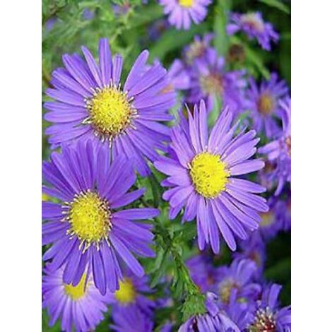 Aster grand d'automne 'Dauerblau' Godet de 8/9 cm