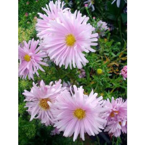 Aster grand d'automne 'Fellowship' Godet de 8/9 cm