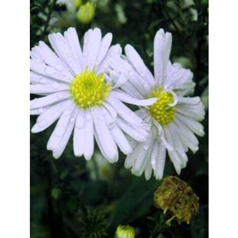 Aster grand d'automne 'Porzellan' Godet de 8/9 cm