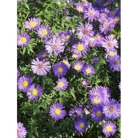 Aster grand d'automne 'Shöne von Dietlikon' Godet de 8/9 cm