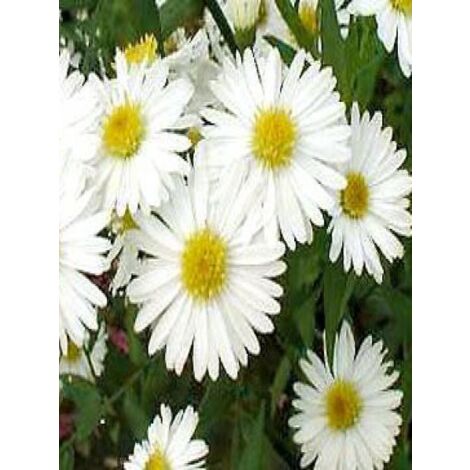 Aster grand d'automne 'White Lady' Godet de 8/9 cm