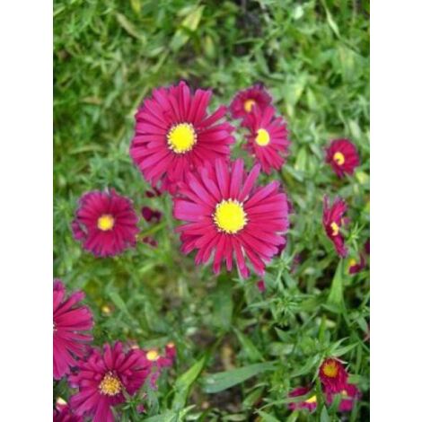 Aster grand d'automne 'Winston Churchill' Godet de 8/9 cm