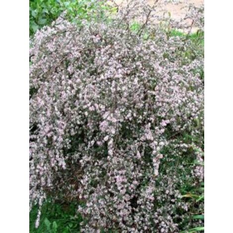 Aster laterifolius 'Lady In Black' Godet de 8/9 cm