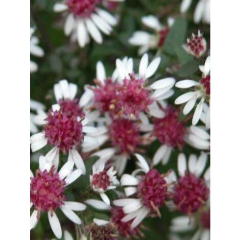 Aster laterifolius 'Prince' Godet de 8/9 cm