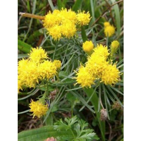 Aster linosyris Godet de 8/9 cm