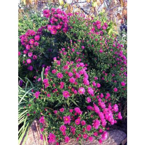 Aster nain 'Anneke' Godet de 8/9 cm