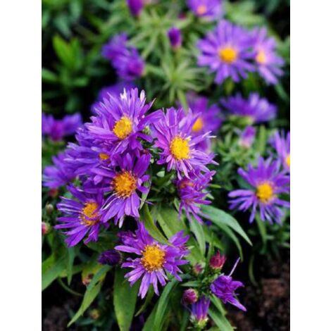 Aster nain 'Augenweide' Godet de 8/9 cm