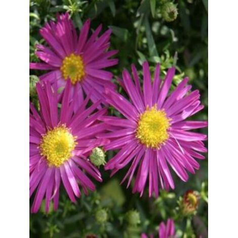 Aster nain 'Bahamas' Pot de 2L/3L