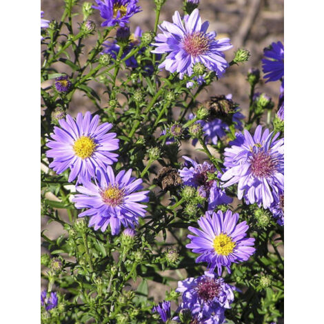 Aster nain 'Early Blue' Godet de 7/8 cm