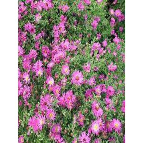 Aster nain 'Jenny' Godet de 8/9 cm