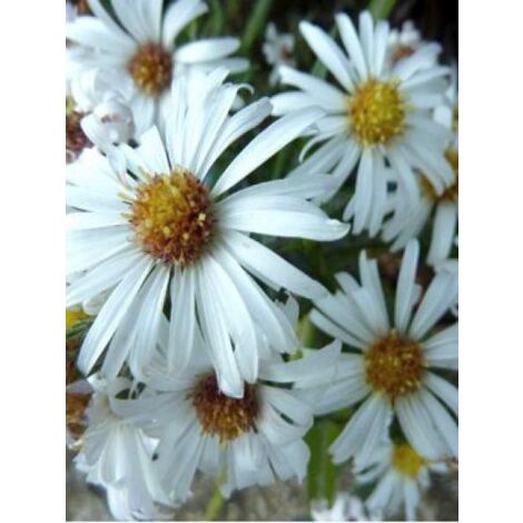 Aster nain 'Kristina' Godet de 8/9 cm