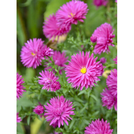 Aster nain 'Neron' Godet de 8/9 cm
