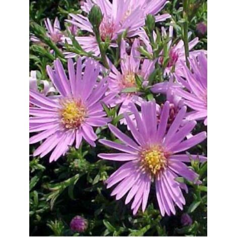 Aster nain 'Peter Harrison' Godet de 8/9 cm