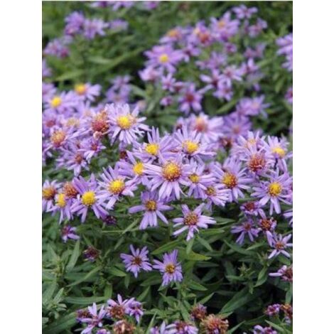 Aster nain 'Professeur Anton Kippenberg' Godet de 8/9 cm