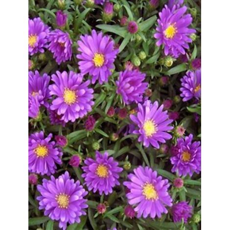 Aster nain 'Samoa' Pot de 2L/3L