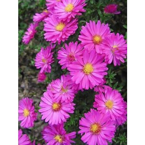 Aster nain 'Starlight' Godet de 8/9 cm